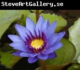 unknow artist Realistic Violet Water Lily